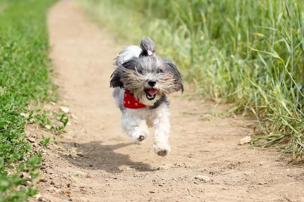 origen perro bichon habanero