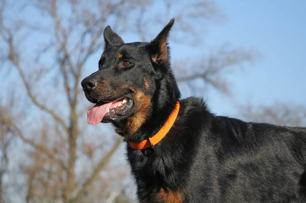 Beauceron o Pastor de Beauce. Características, Cuidados y Carácter