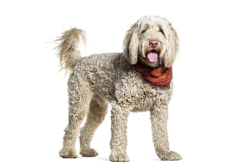 Perro de Agua Portugués: Características, Cuidados y Carácter