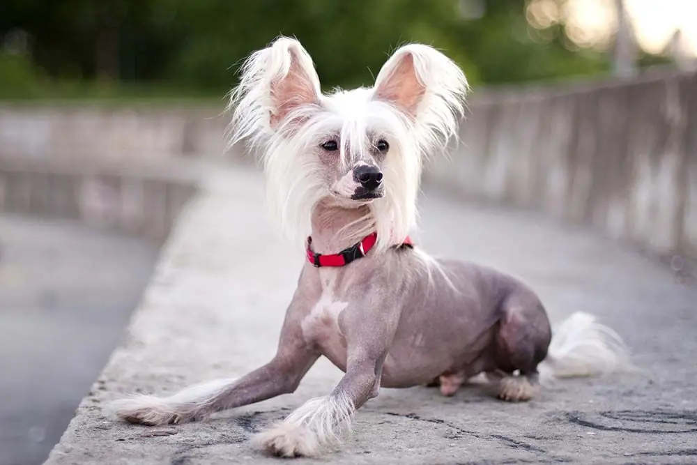 Perro Crestado Chino: Características, Cuidados y Carácter