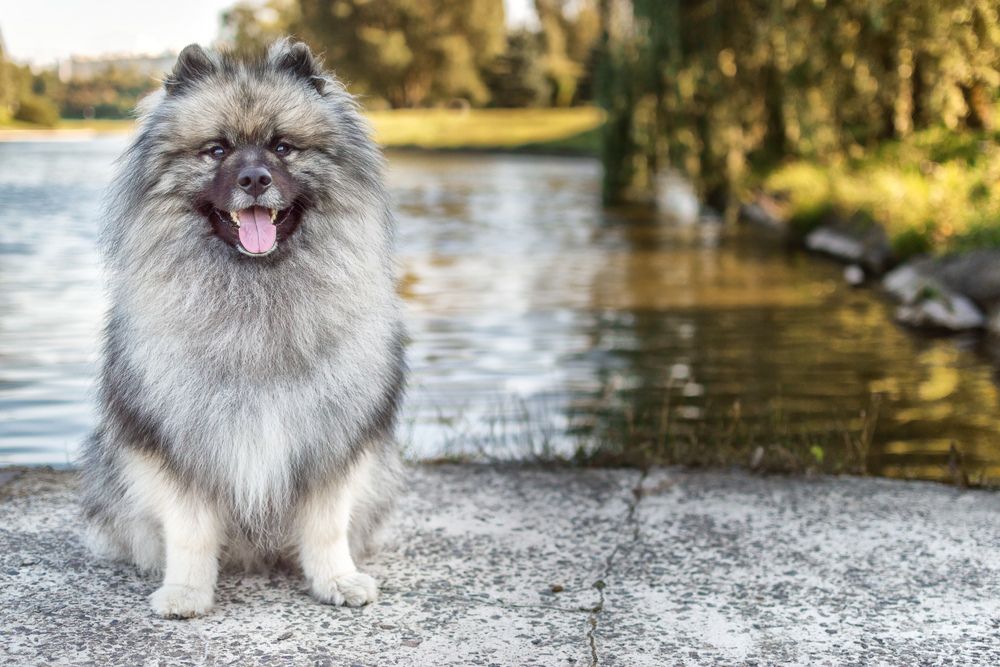 Perro Keeshond relajado junto al agua en la orilla