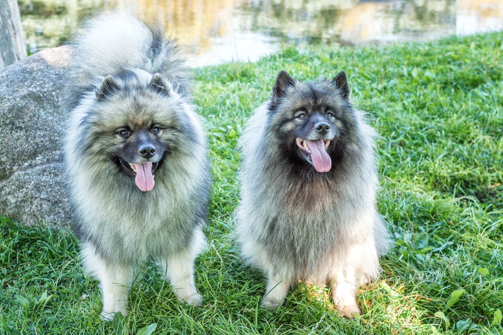 Perros Keeshond disfrutando del sol en la calle
