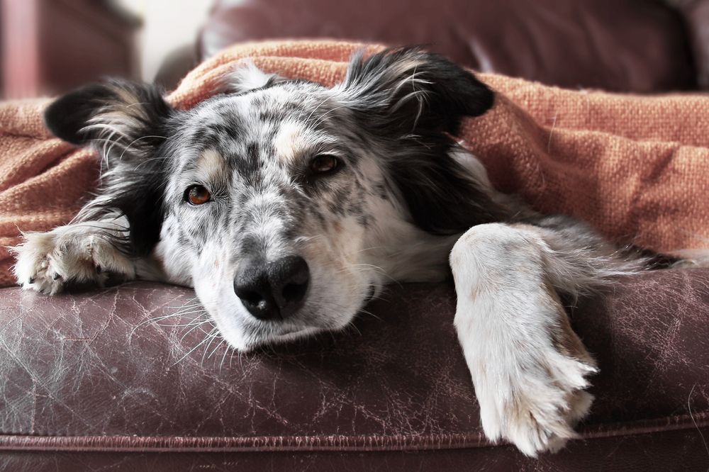 Border,Collie,/,Australian,Shepherd,Dog,On,Couch,Under,Blanket