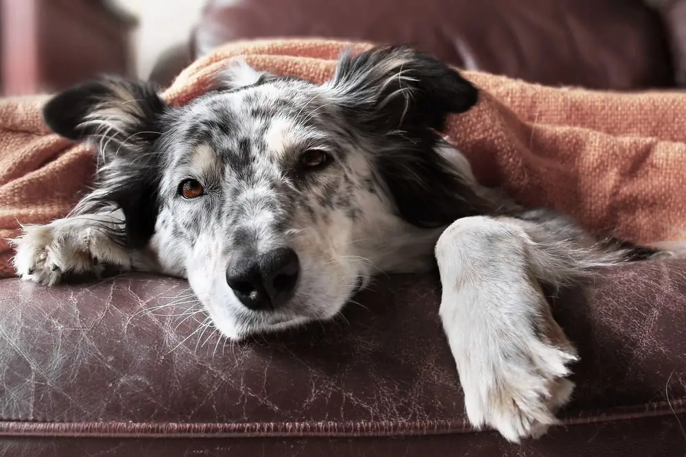 Border,Collie,/,Australian,Shepherd,Dog,On,Couch,Under,Blanket