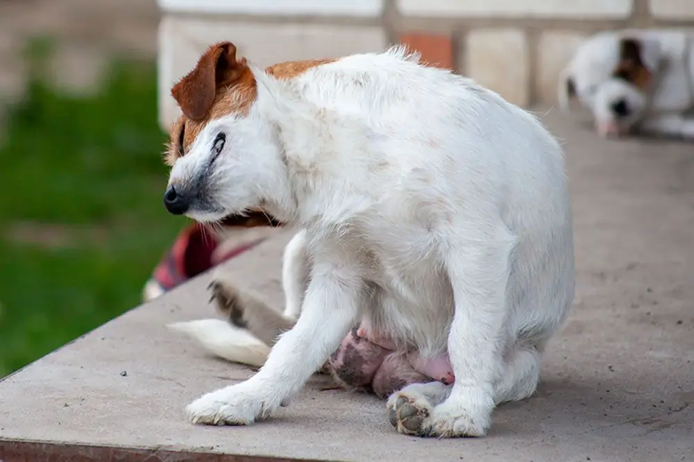 picores alergia en perros