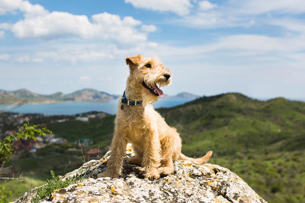 preguntas frecuentes airedale terrier