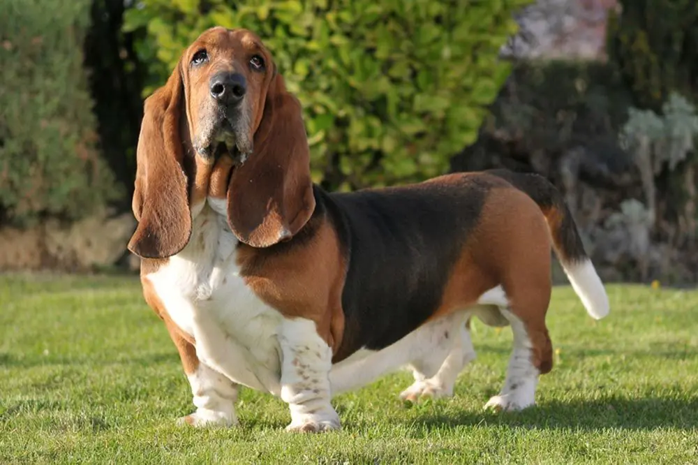 preguntas frecuentes basset hound