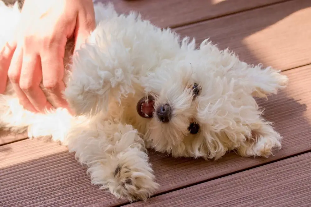 preguntas frecuentes bichon bolones