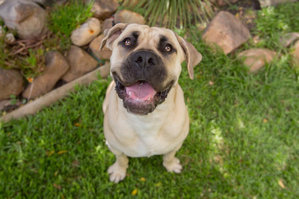 preguntas frecuentes boerboel