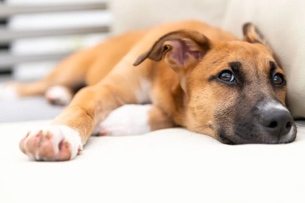 preguntas frecuentes cuidados de black mouth cur