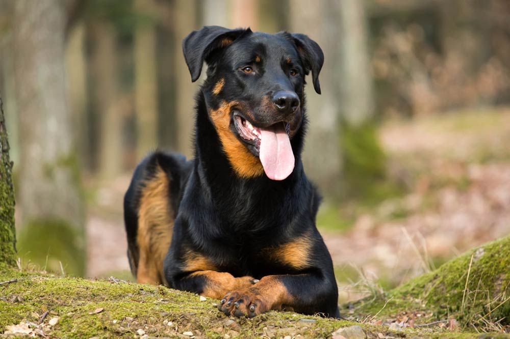 preguntas frecuentes del beauceron o pastor de Beauce