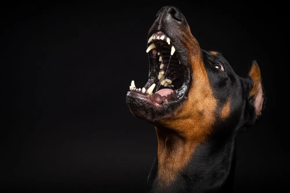 Rabia en Perros: Síntomas, Contagio y Tratamiento