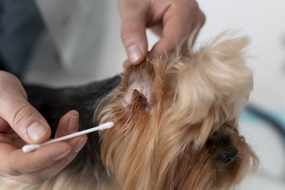 recomendaciones para la Otitis en Perros