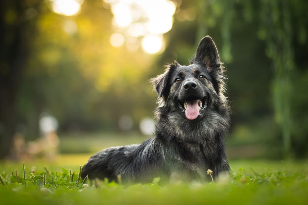 Amazing,Portrait,Of,Young,Crossbreed,Dog,(german,Shepherd),During,Sunset