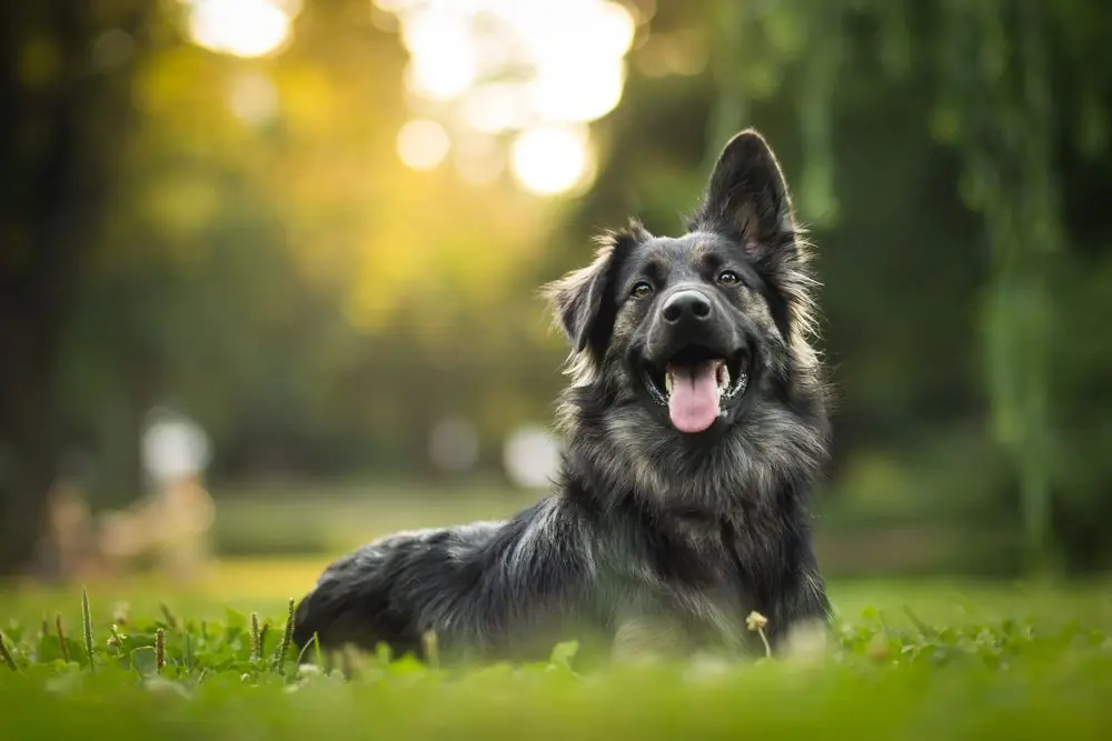 Amazing,Portrait,Of,Young,Crossbreed,Dog,(german,Shepherd),During,Sunset