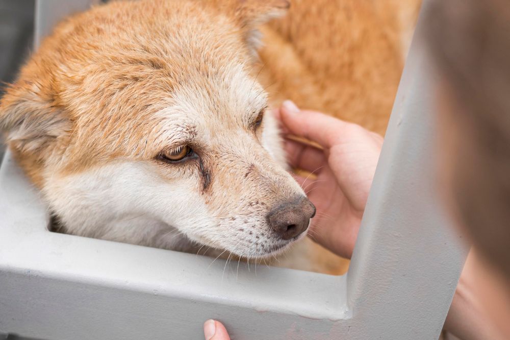 ¿Es grave la conjuntivitis canina