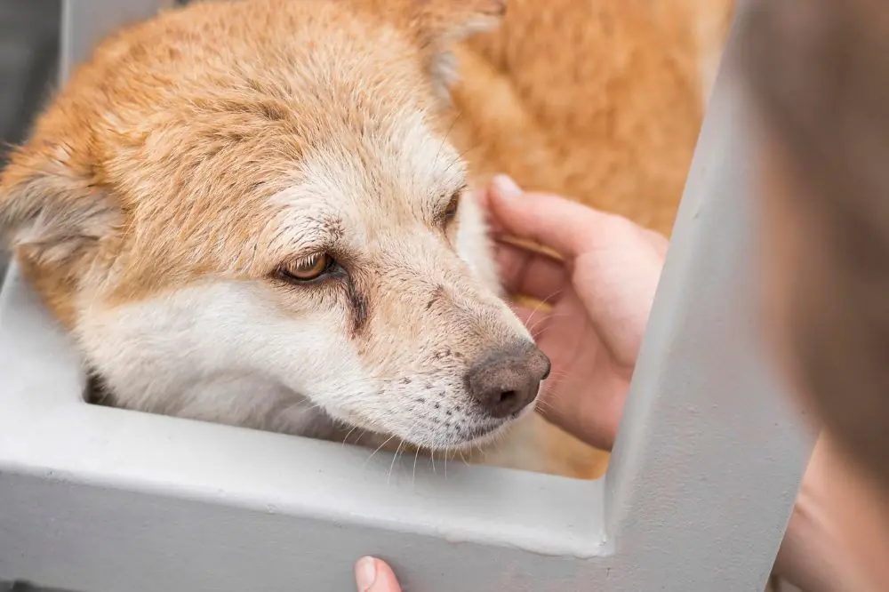 ¿Es grave la conjuntivitis canina