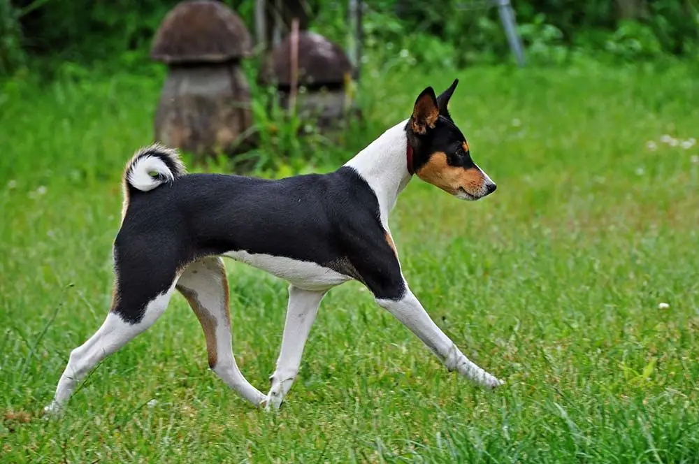 Razas de Perros Egipcios basenji