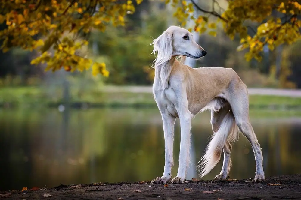 Razas de Perros Egipcios: Conoce las características y origen los perros originarios de Egipto