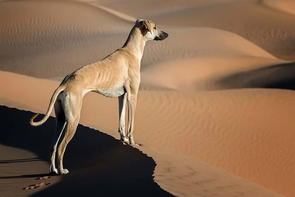 Razas de Perros Egipcios sloughi