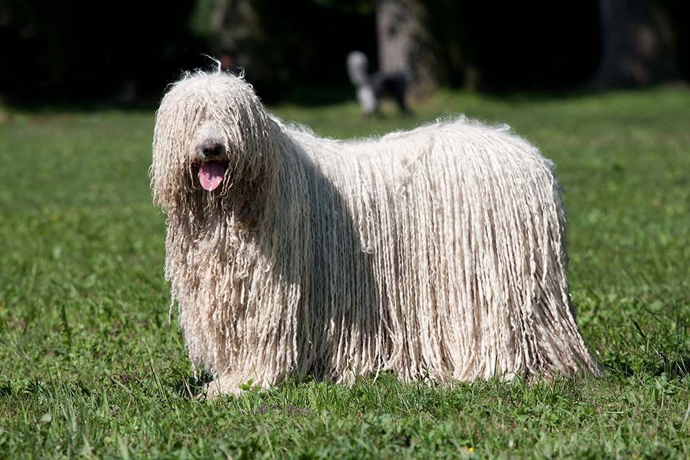 Razas de Perros Hungaros Komondor