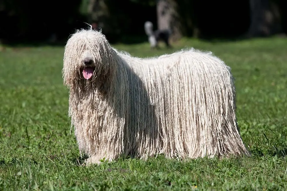 Razas de Perros Hungaros Komondor