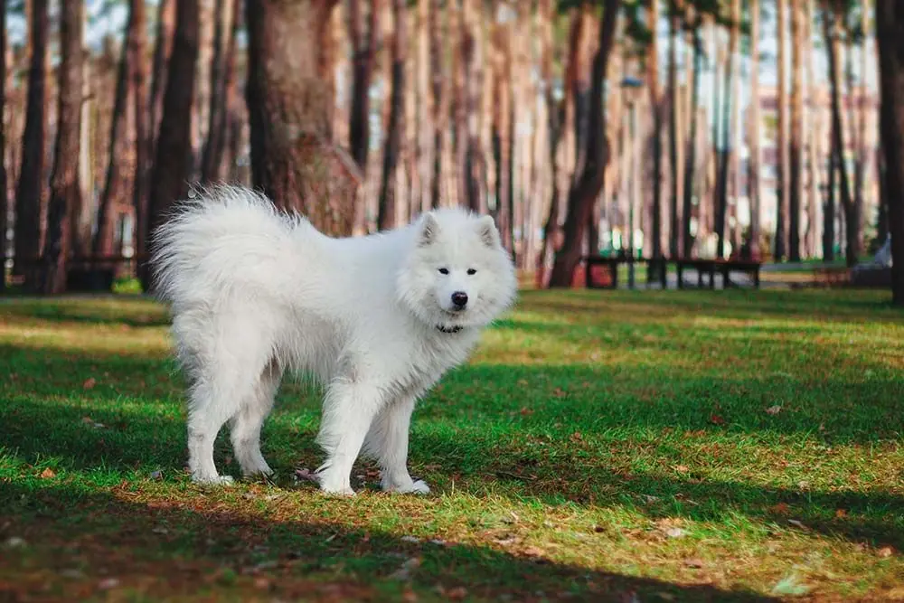 Razas de Perros Hungaros Kuvasz