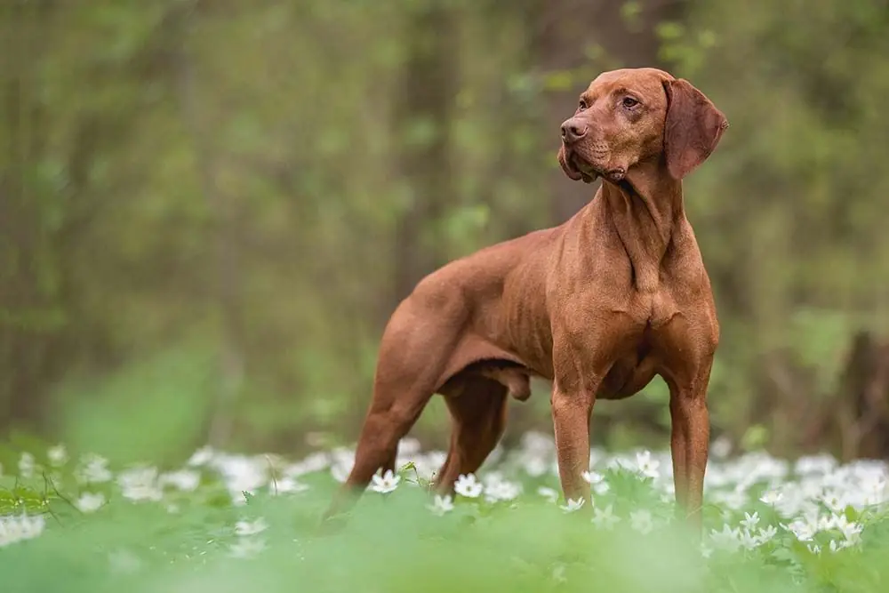 6 Razas de Perros Húngaros: Descubre las razas originarias del país magiar