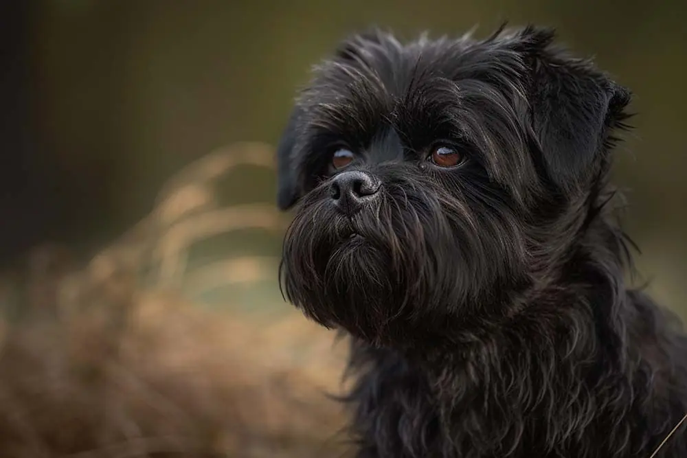 Cane Affenpinscher: caratteristiche, cura, alimentazione e carattere