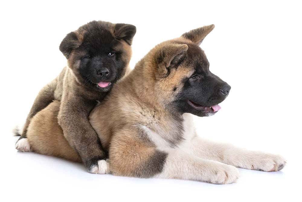 Akita americano caracter