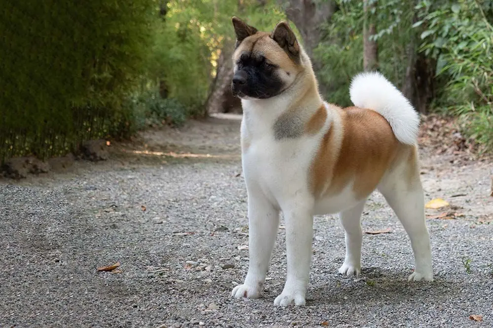 Akita americano: características, cuidados, alimentación y carácter