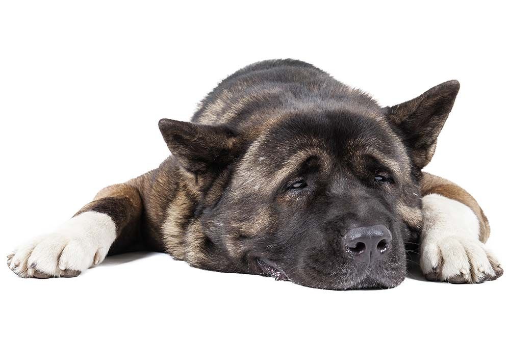 Akita americano problemas