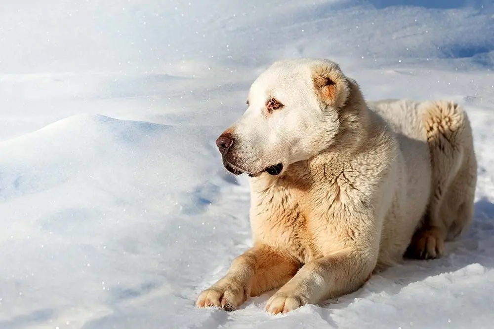 Cane Alabai: caratteristiche, cura, alimentazione e carattere