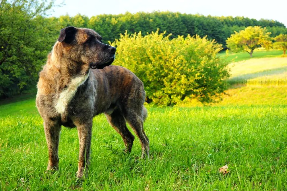 Perro Alano Español al aire libre.