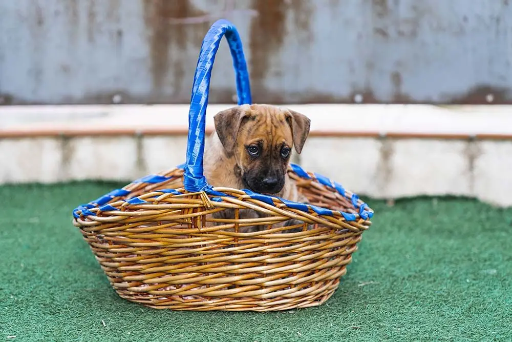 Alano espanol caracter