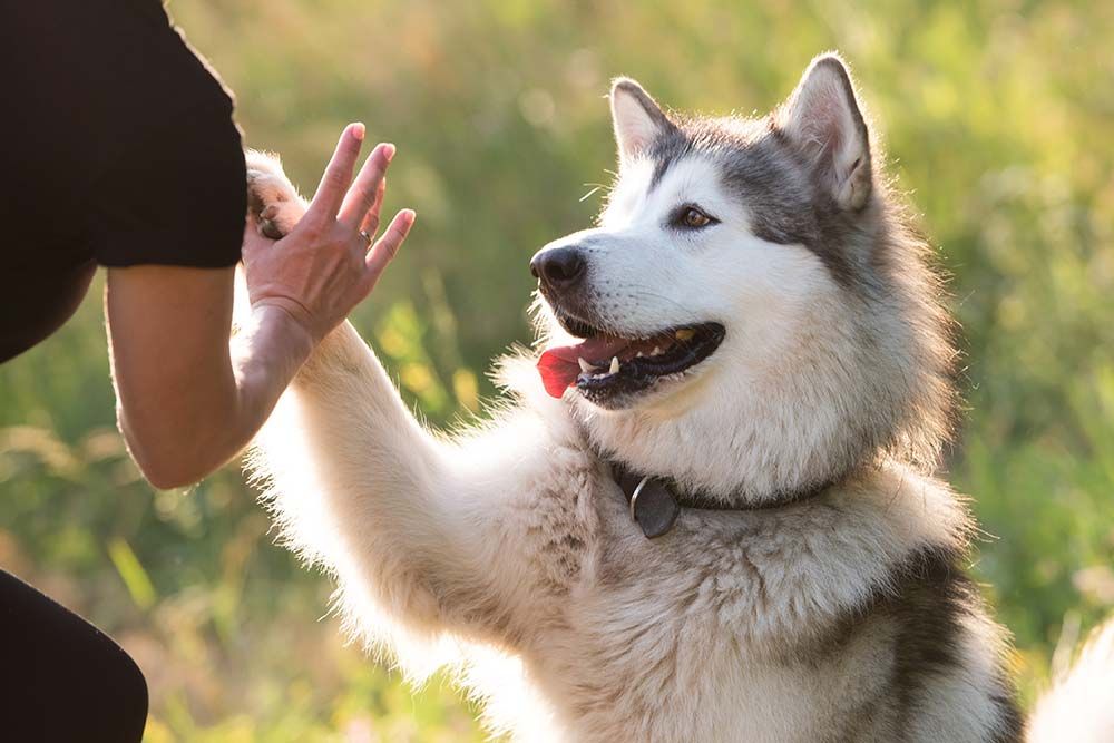 Alaskan Malamute Care Cura ed esercizio
