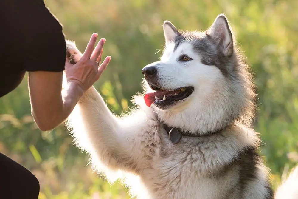 Alaskan Malamute Care Cura ed esercizio