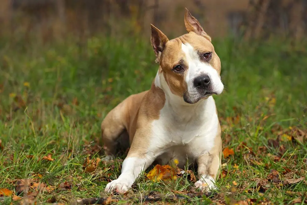 Alimentacion American Staffordshire terrier