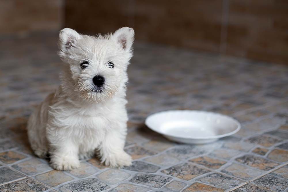 Alimentacion del West highland terrier