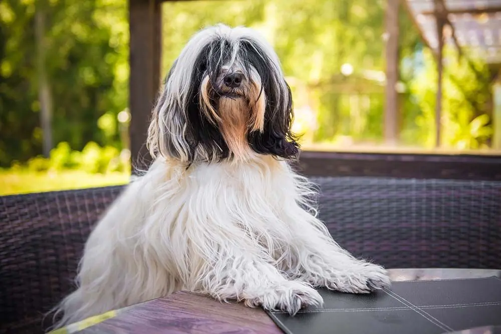 Alimentacion terrier tibetano