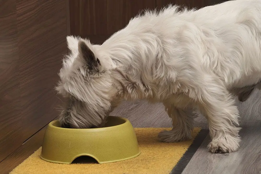 Tout savoir sur l'alimentation Barf pour Chien
