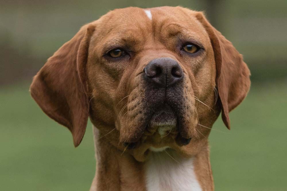 Alimentation du Chien de perdrix portugais