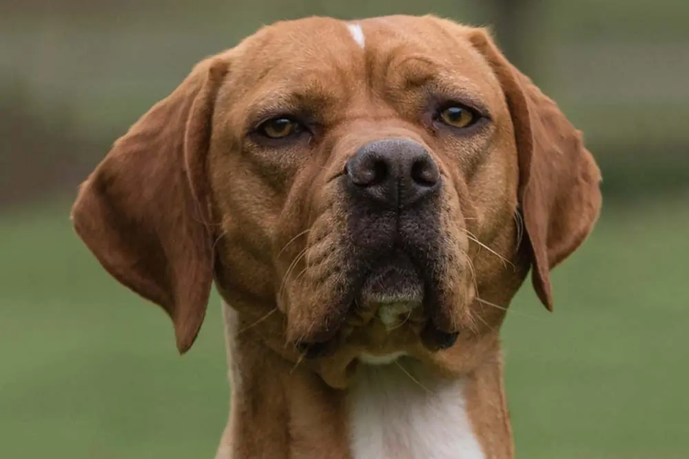 Alimentation du Chien de perdrix portugais
