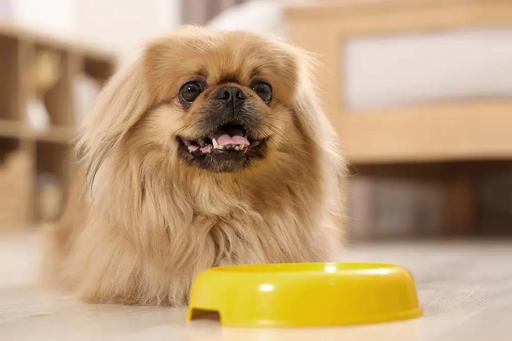 Alimentazione cane pechino