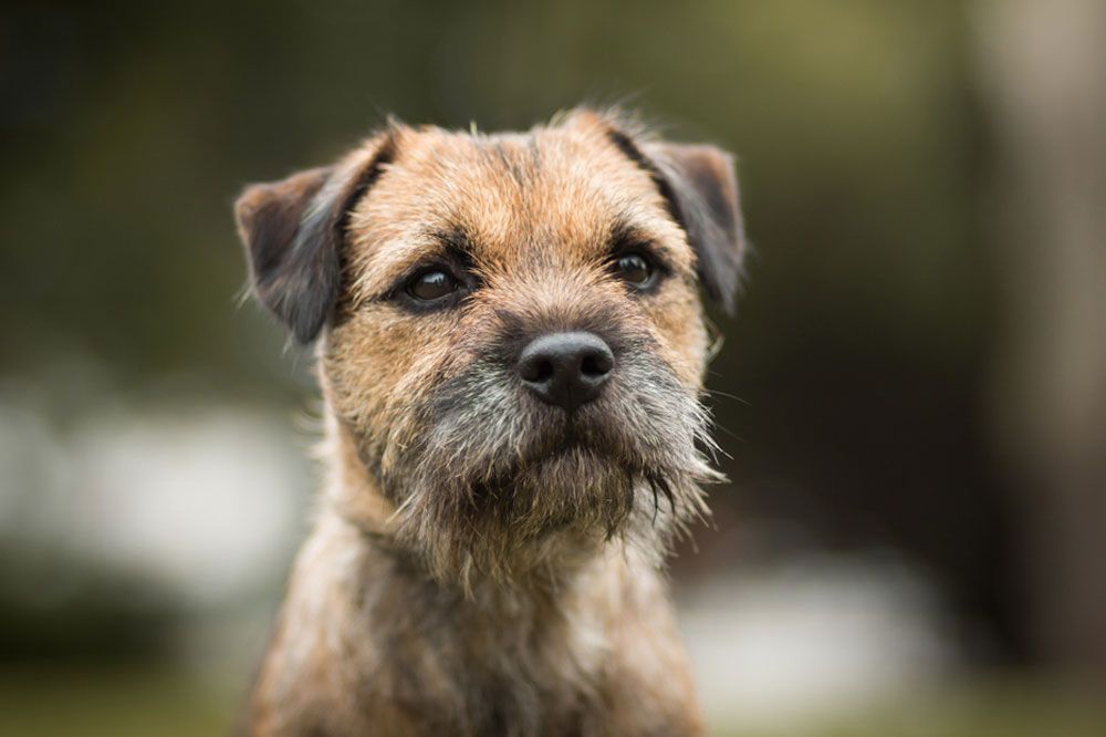 Alimentazione del Border terrier