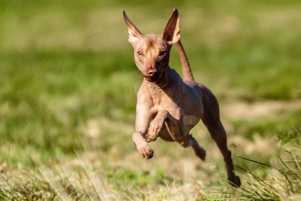 Alimentazione del cane peruviano