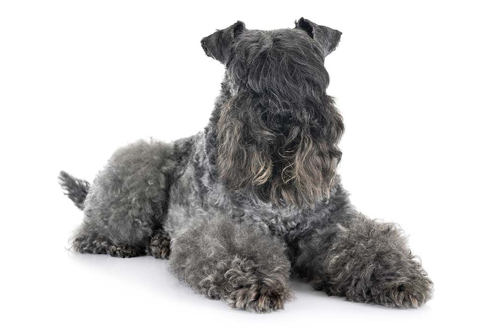 Alimentazione del kerry blue terrier