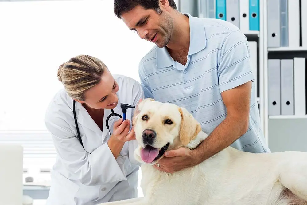 Alimentazione per cani con otite: cosa fare?