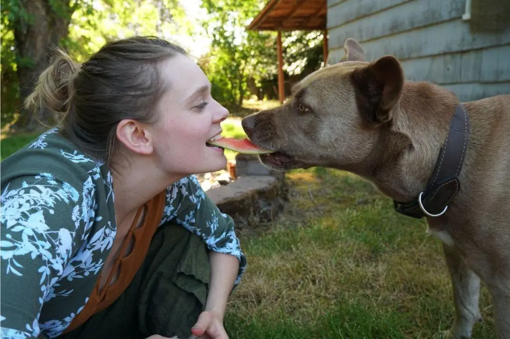 Alimenti consigliati e da evitare nella dieta casalinga per cani con problemi gastrointestinali