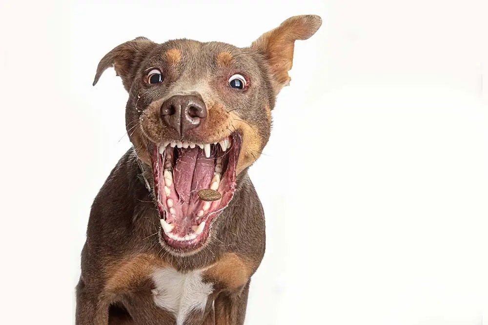 Alito fresco tra i pasti